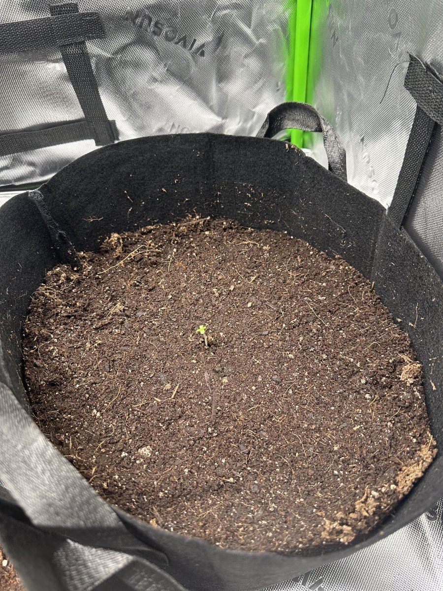 My first grow diary first grow planted 3172024 2