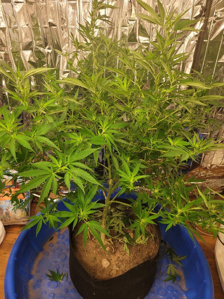 My first grow diary med marijuana