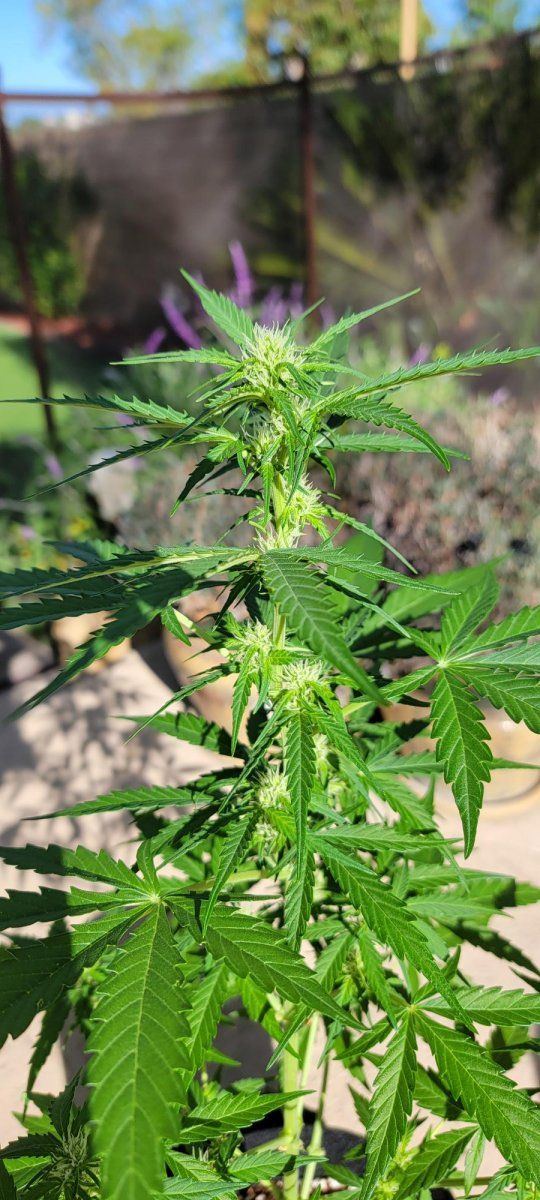 My first grow diary of many hopefully  o 3
