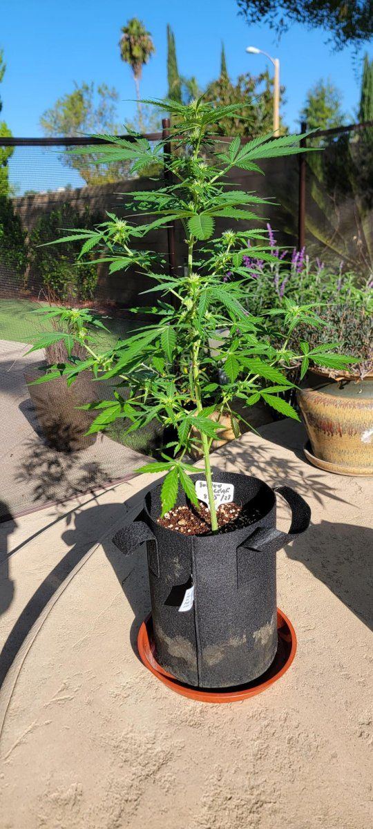My first grow diary of many hopefully  o 4