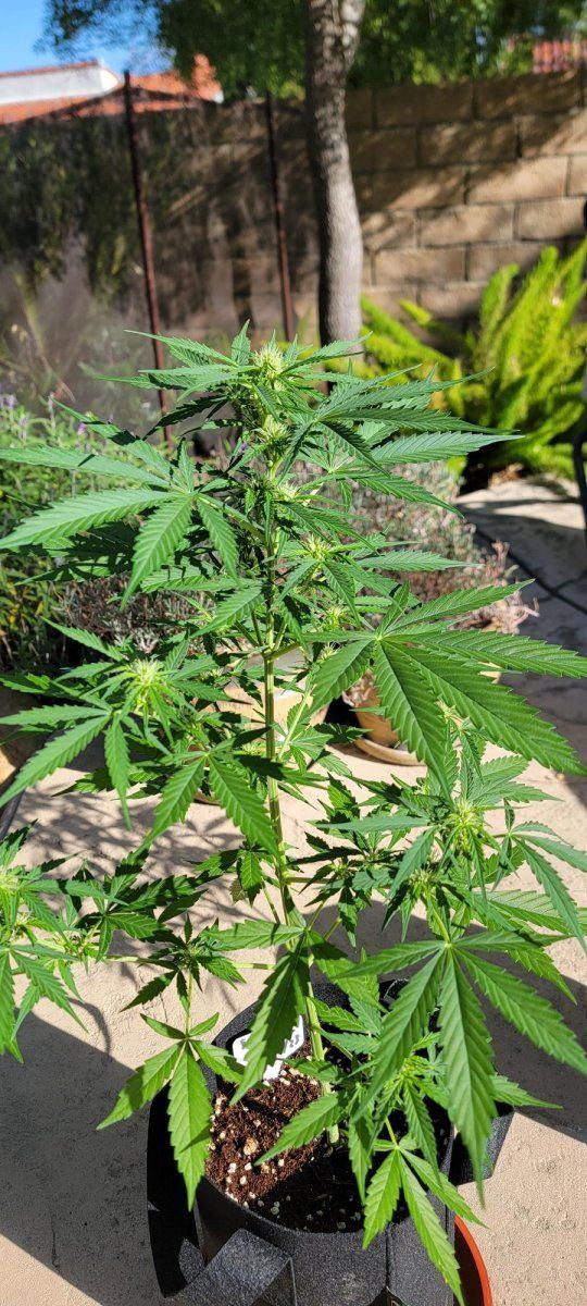 My first grow diary of many hopefully  o 5