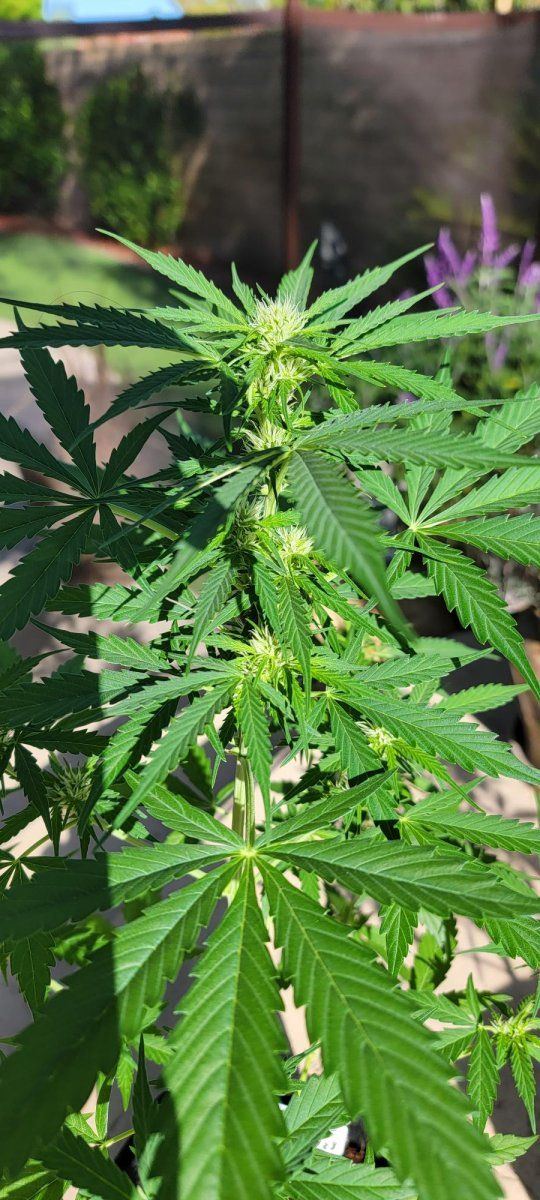 My first grow diary of many hopefully  o 6