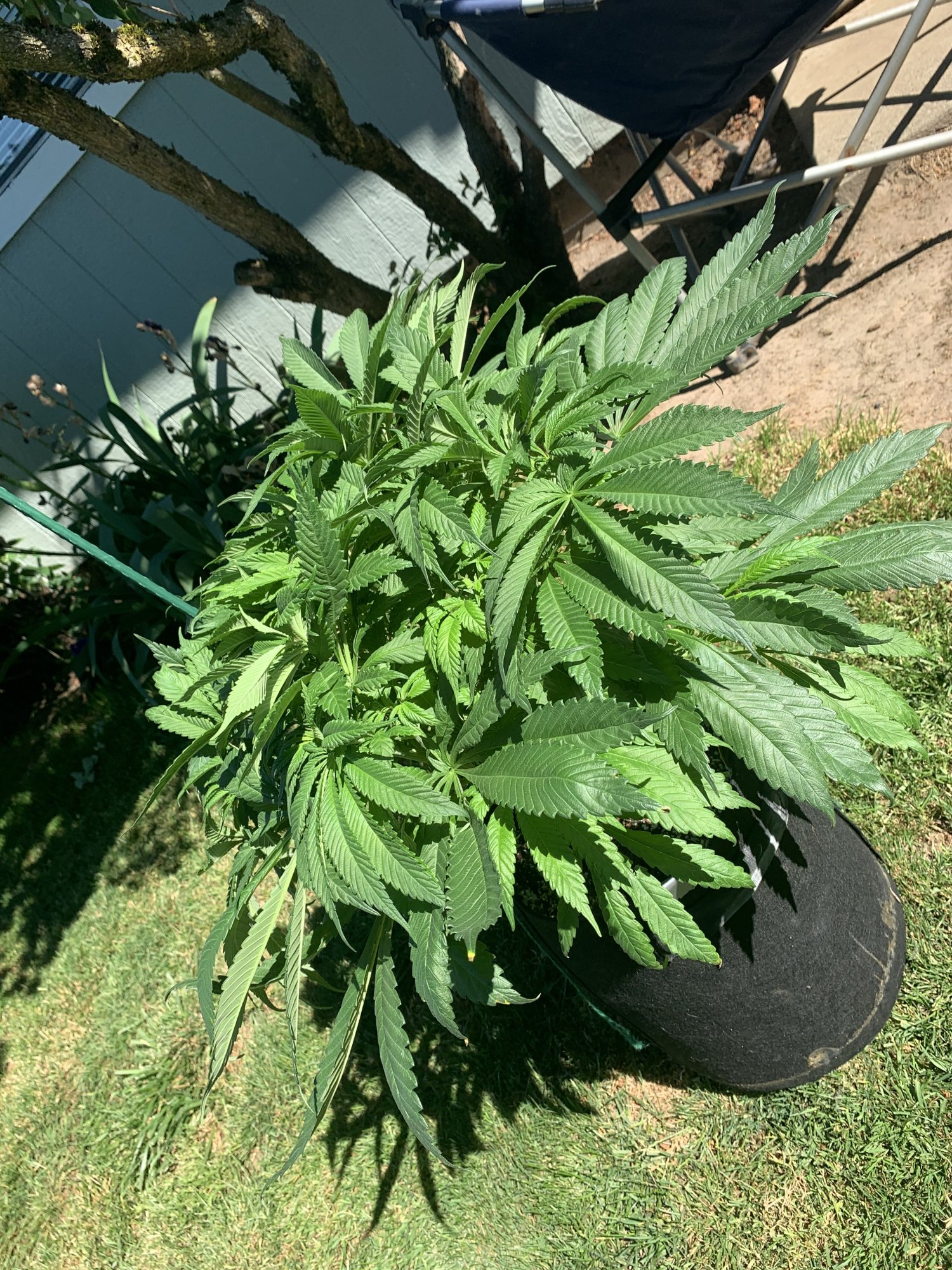 My first grow ever day 8 flower 2