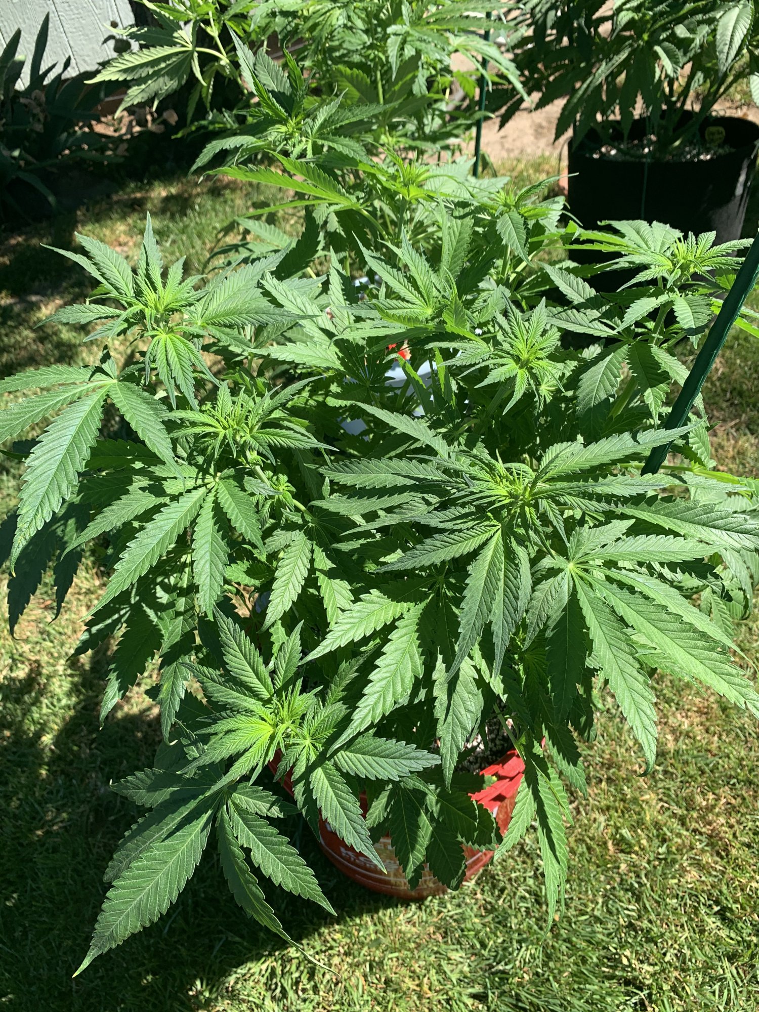 My first grow ever day 8 flower 5