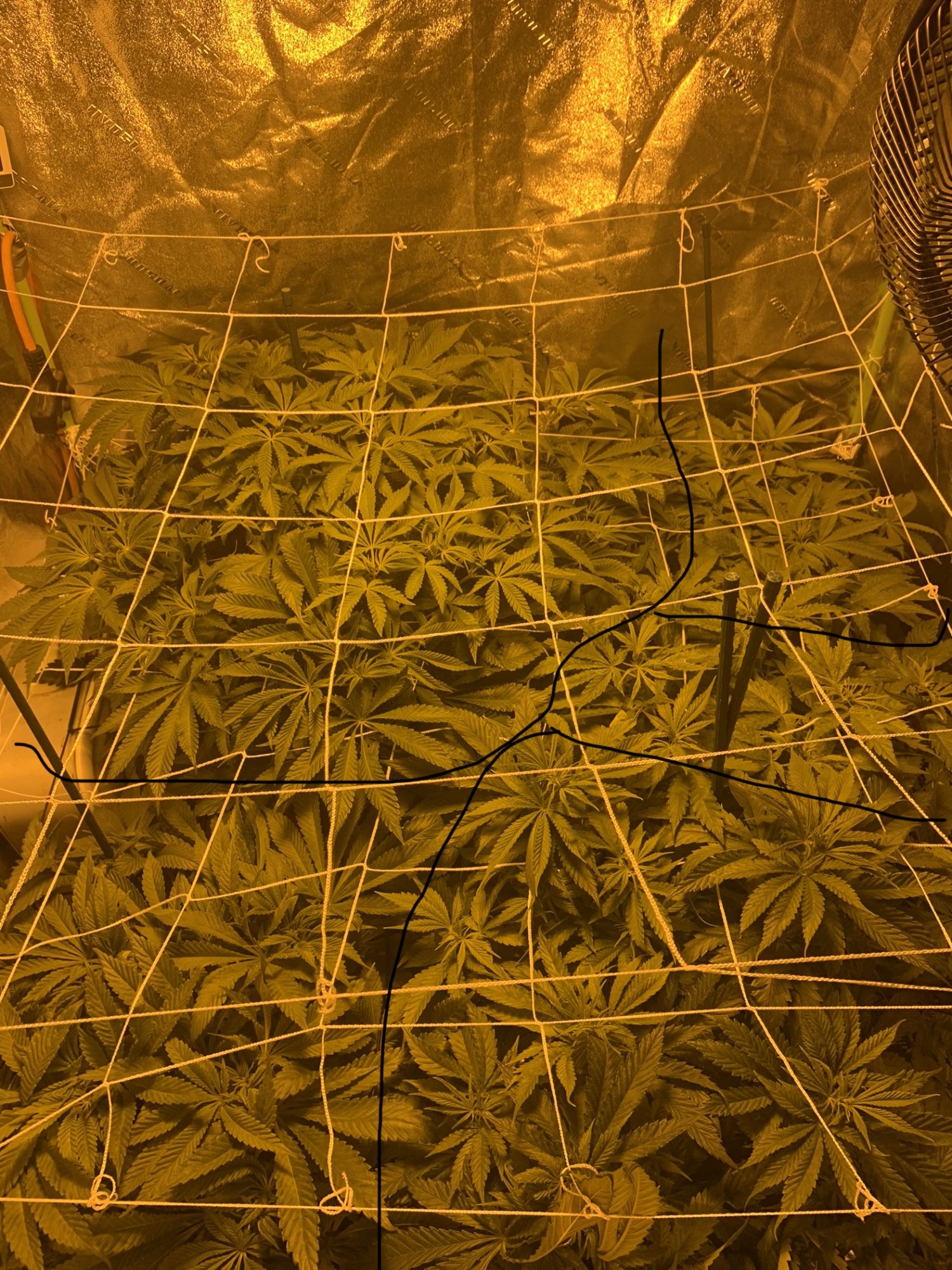 My first grow ever day 8 flower 7