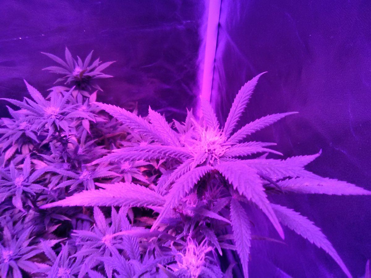 My first grow ever led lithium og kush 3 weeks into flowering 2