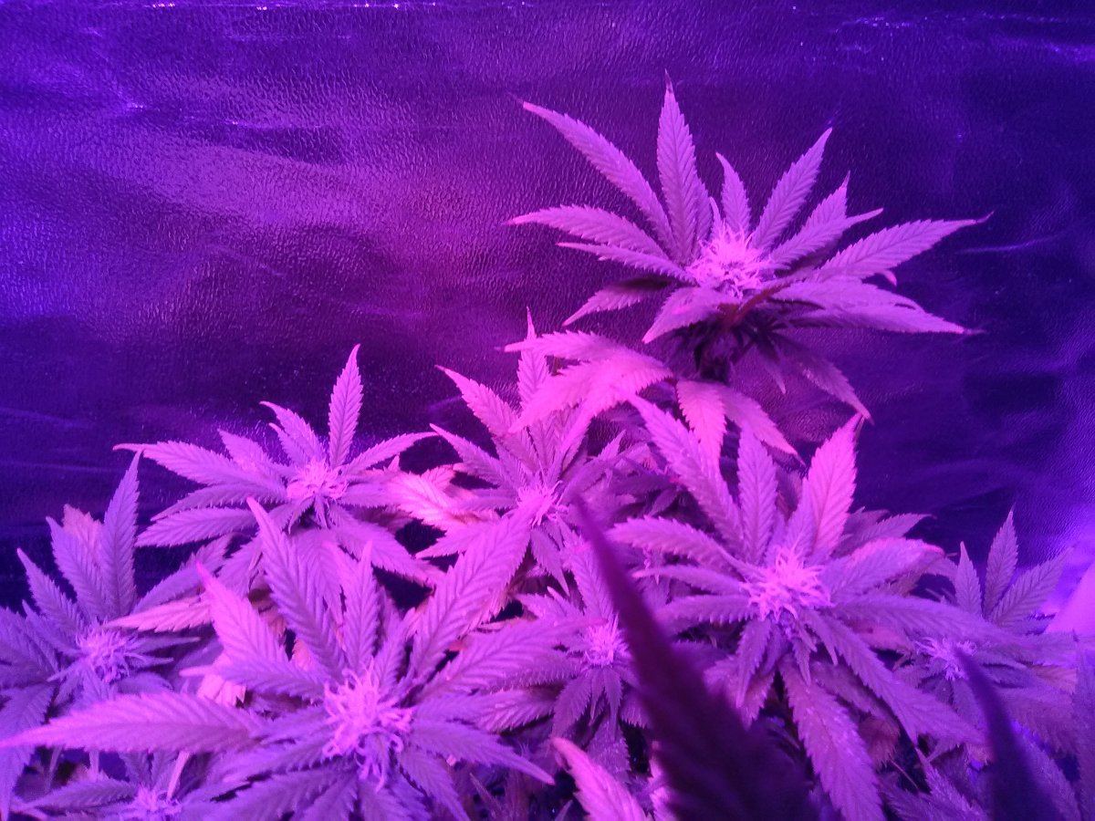 My first grow ever led lithium og kush 3 weeks into flowering 3