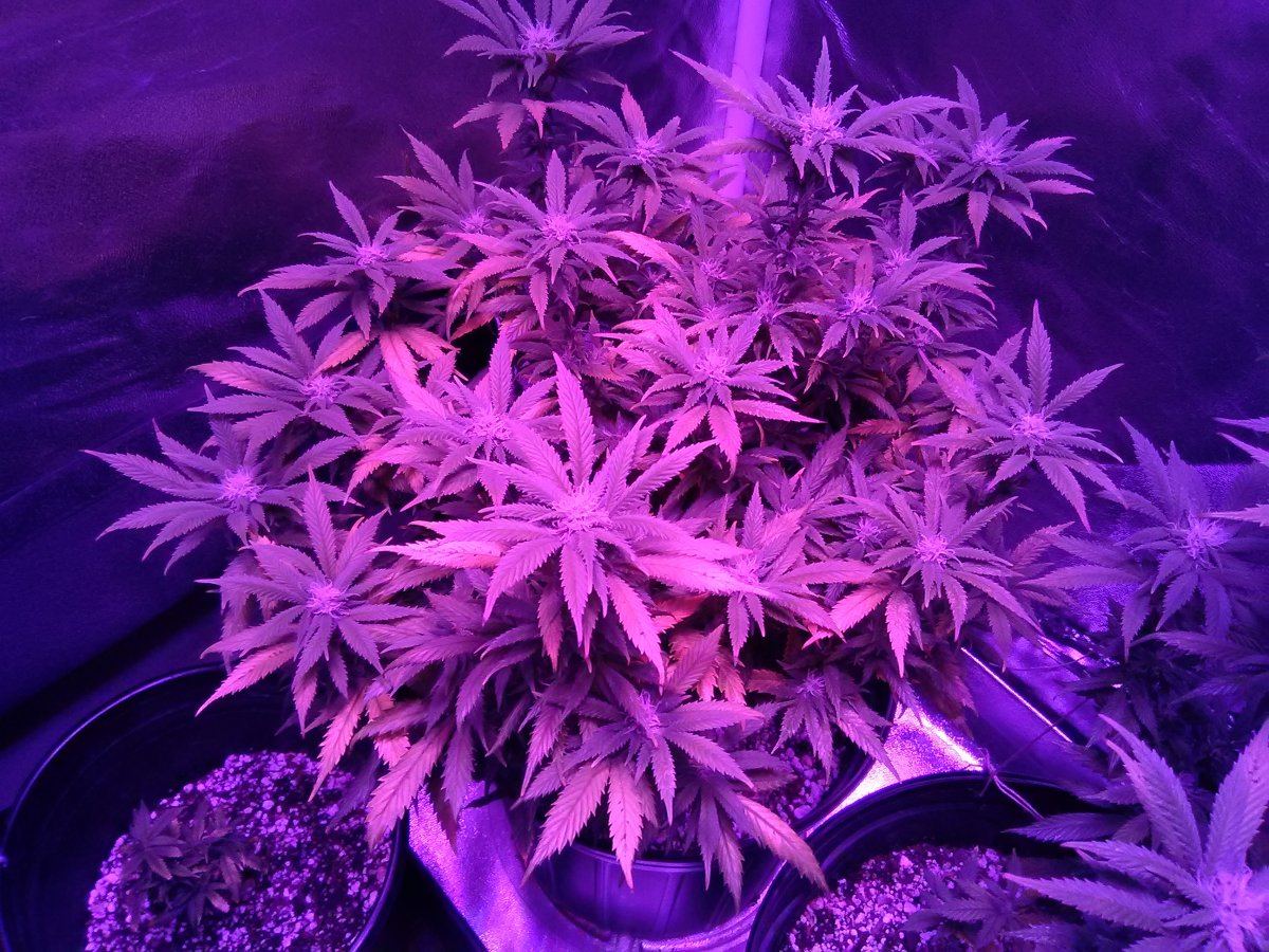 My first grow ever led lithium og kush 3 weeks into flowering 4