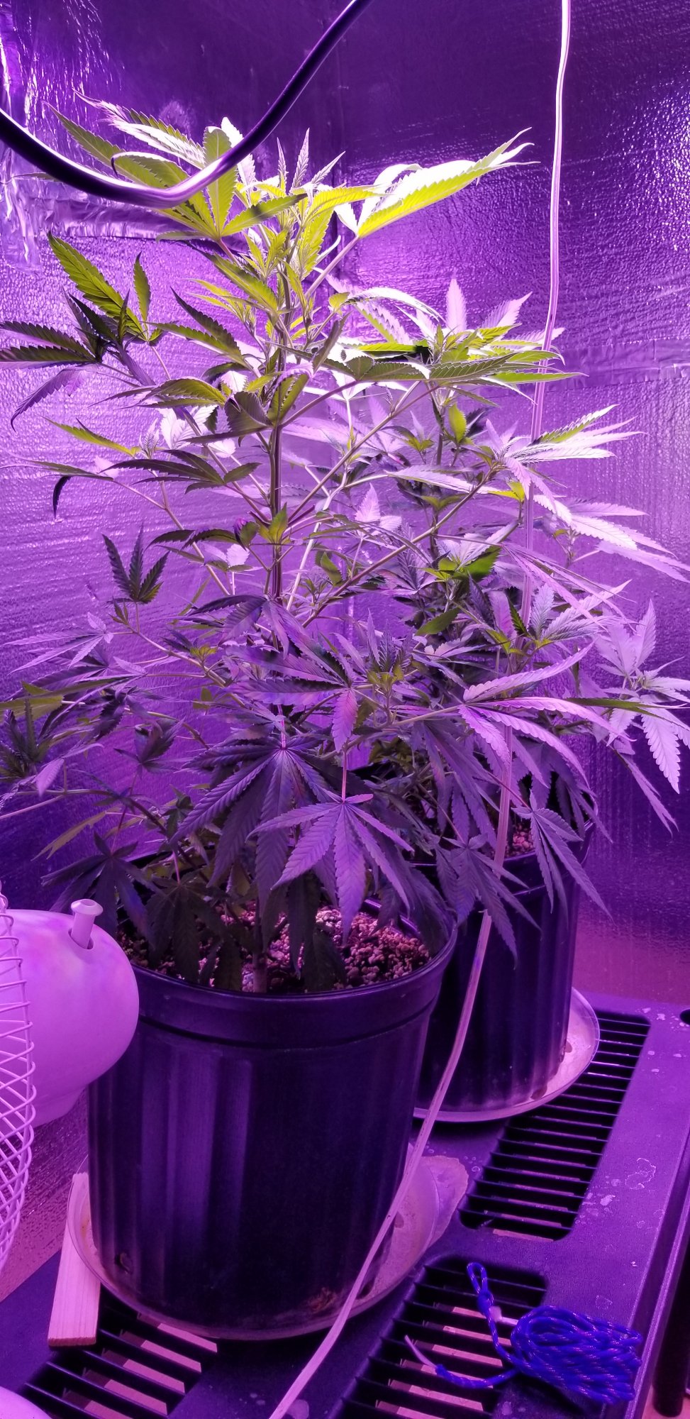 My first grow failure and my second grow success learning from my mistakes 10