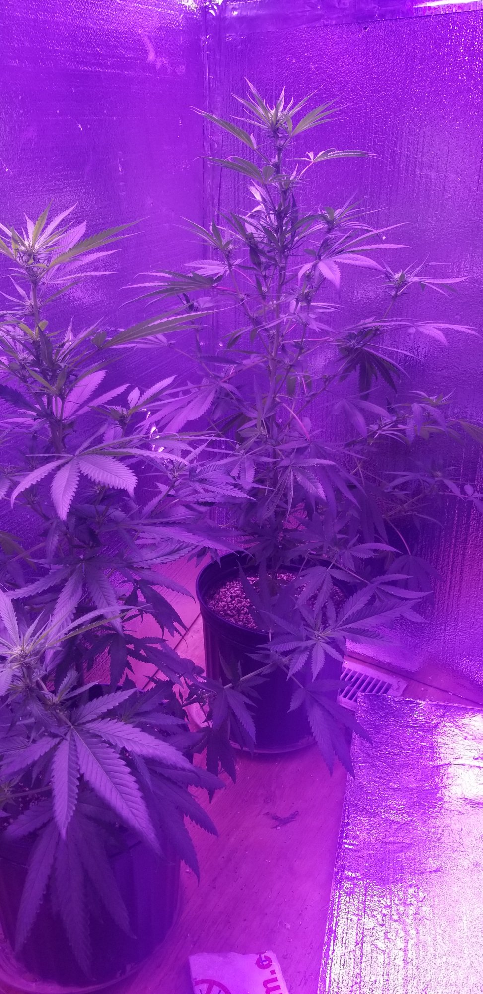 My first grow failure and my second grow success learning from my mistakes 16