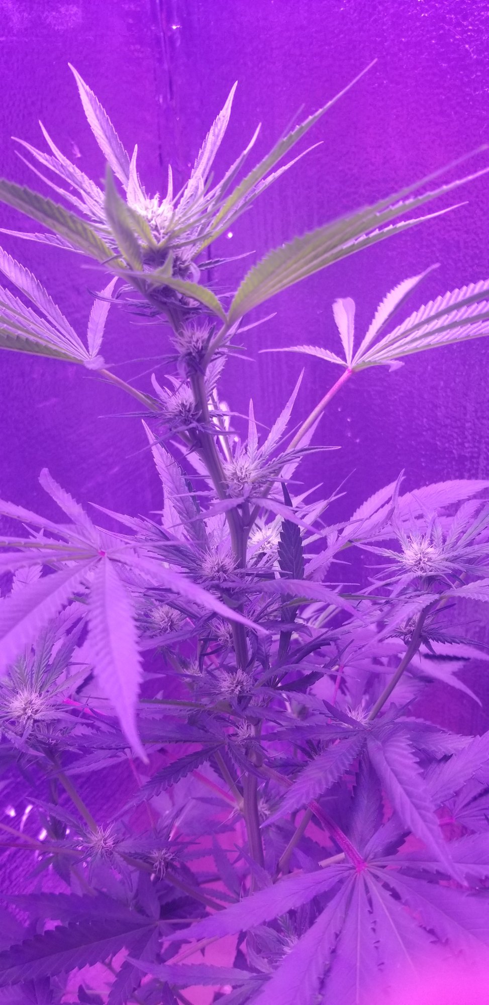 My first grow failure and my second grow success learning from my mistakes 18