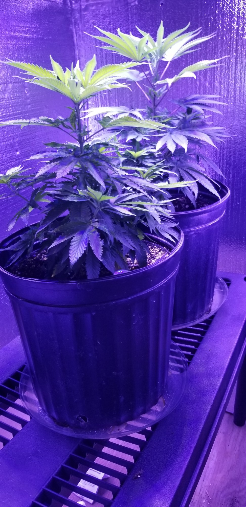 My first grow failure and my second grow success learning from my mistakes 5