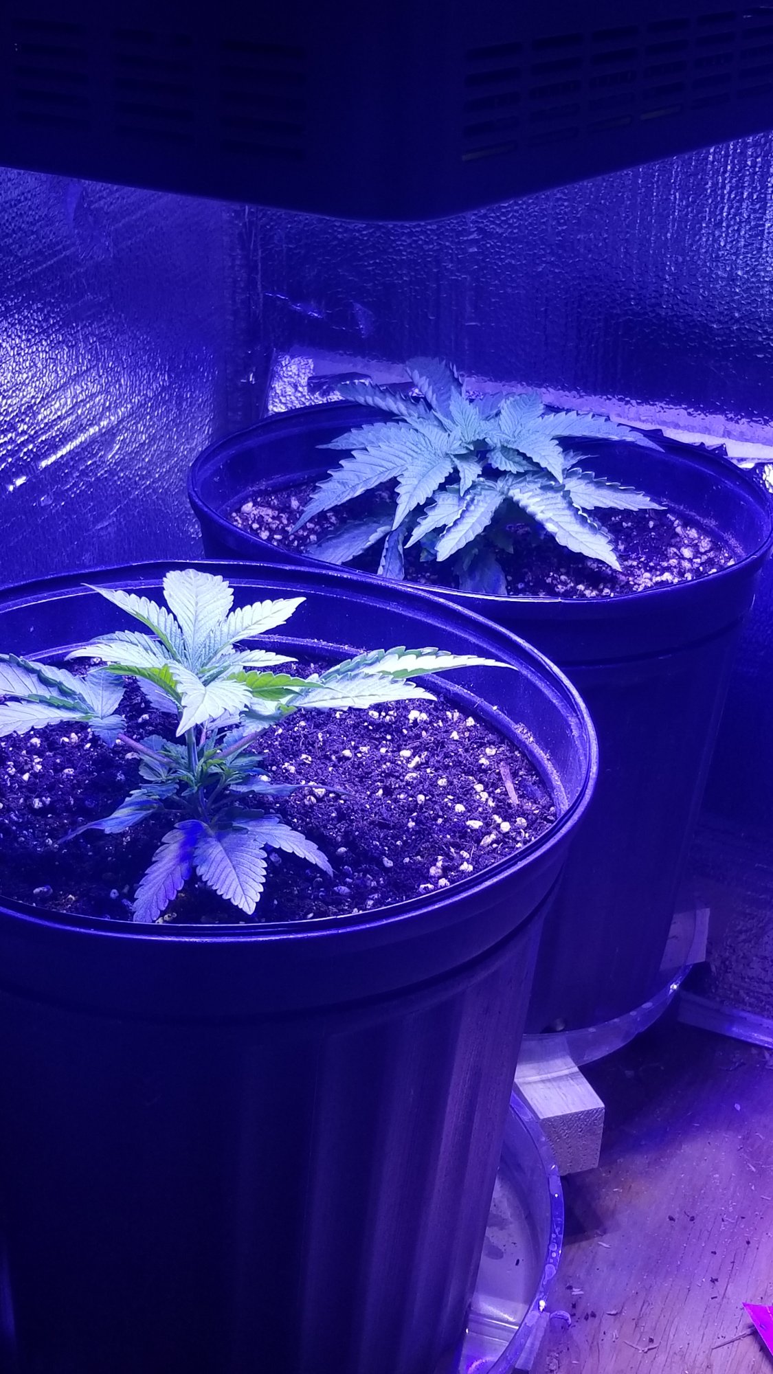 My first grow failure and my second grow success learning from my mistakes