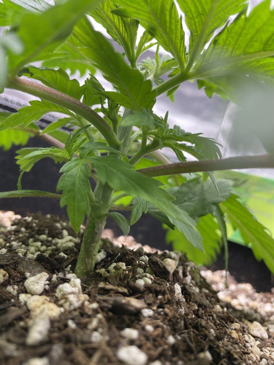 My first grow help please 15