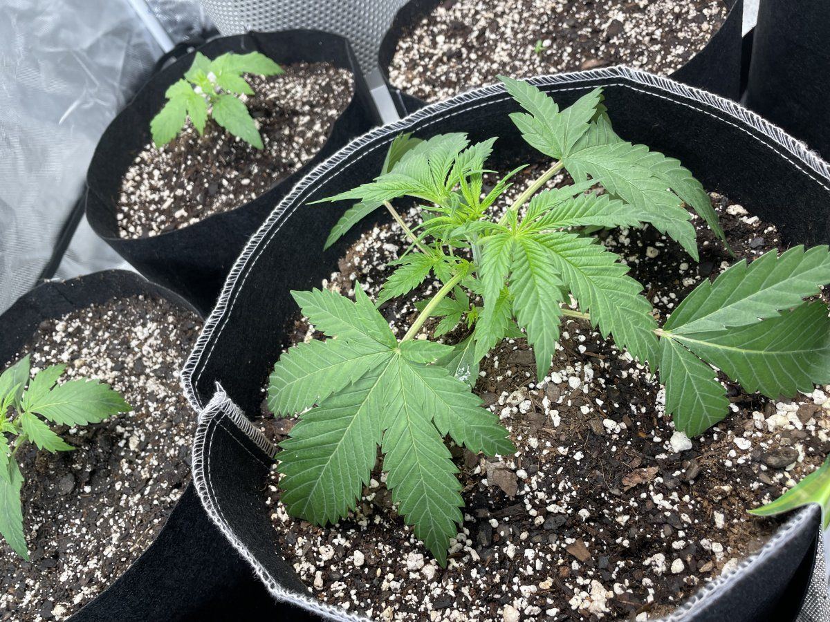 My first grow help please 17