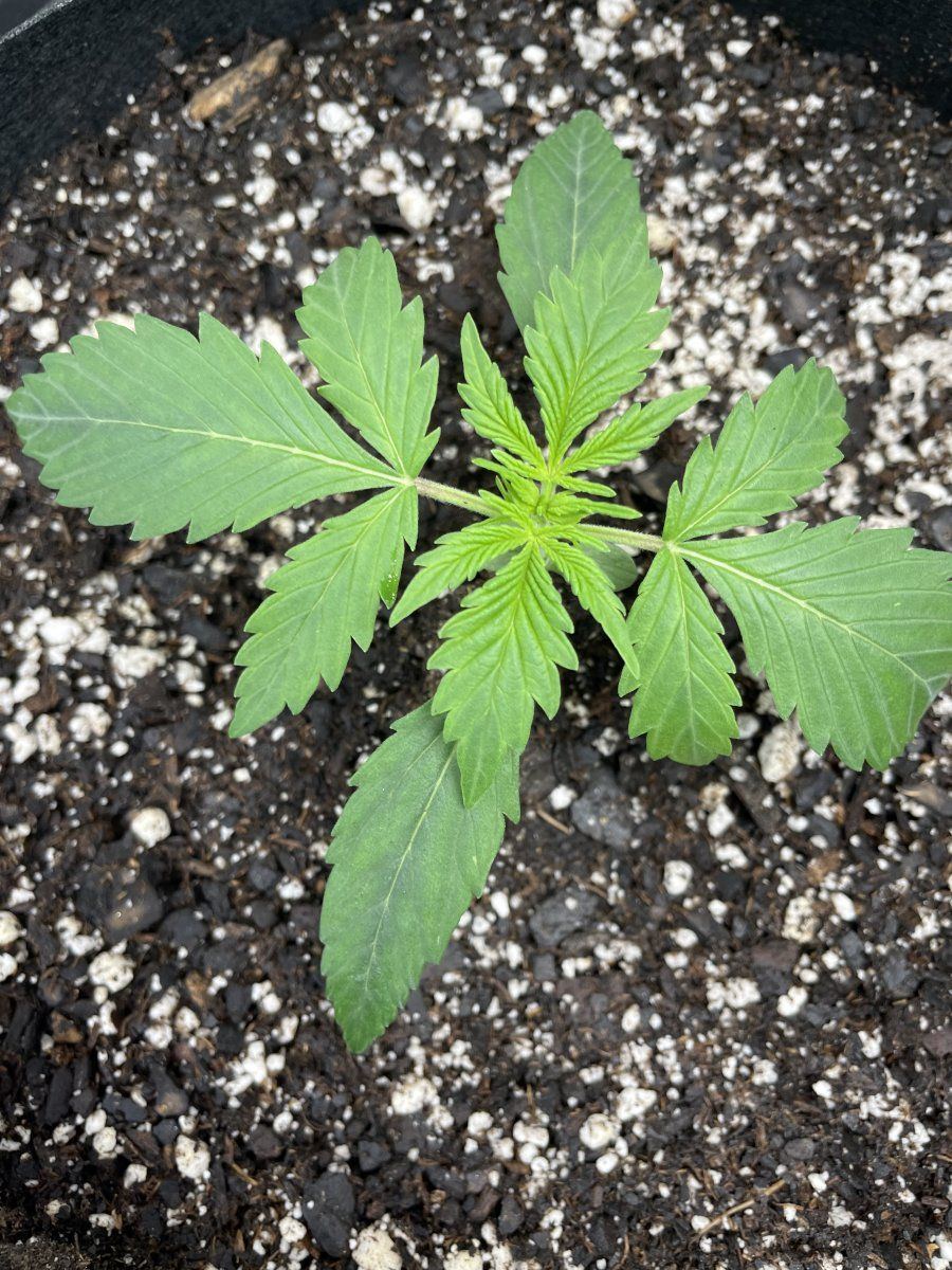 My first grow help please 19