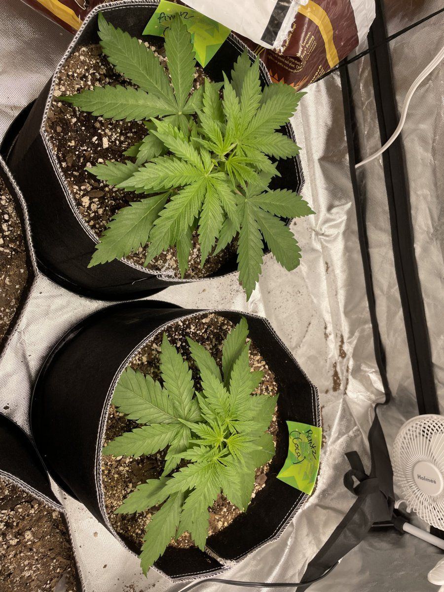 My first grow help please 4