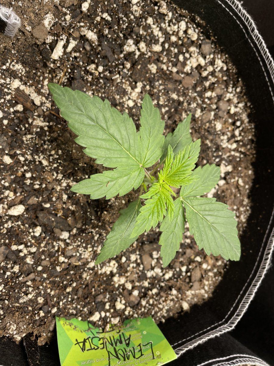 My first grow help please 6