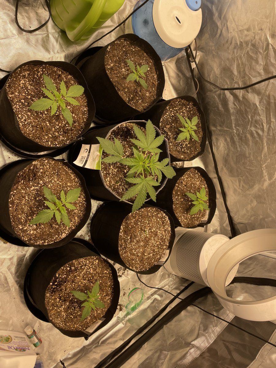 My first grow help please 7