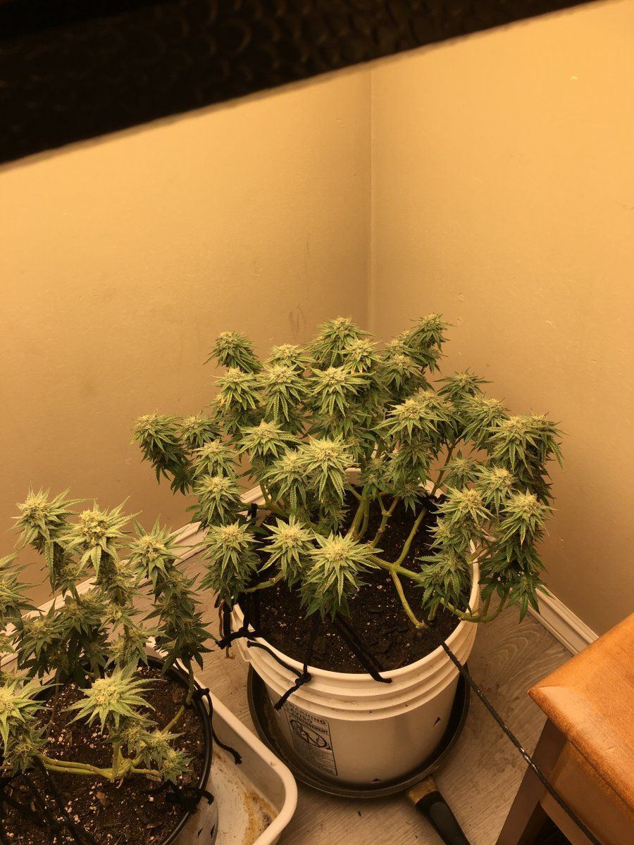 My first grow how am i doing 2