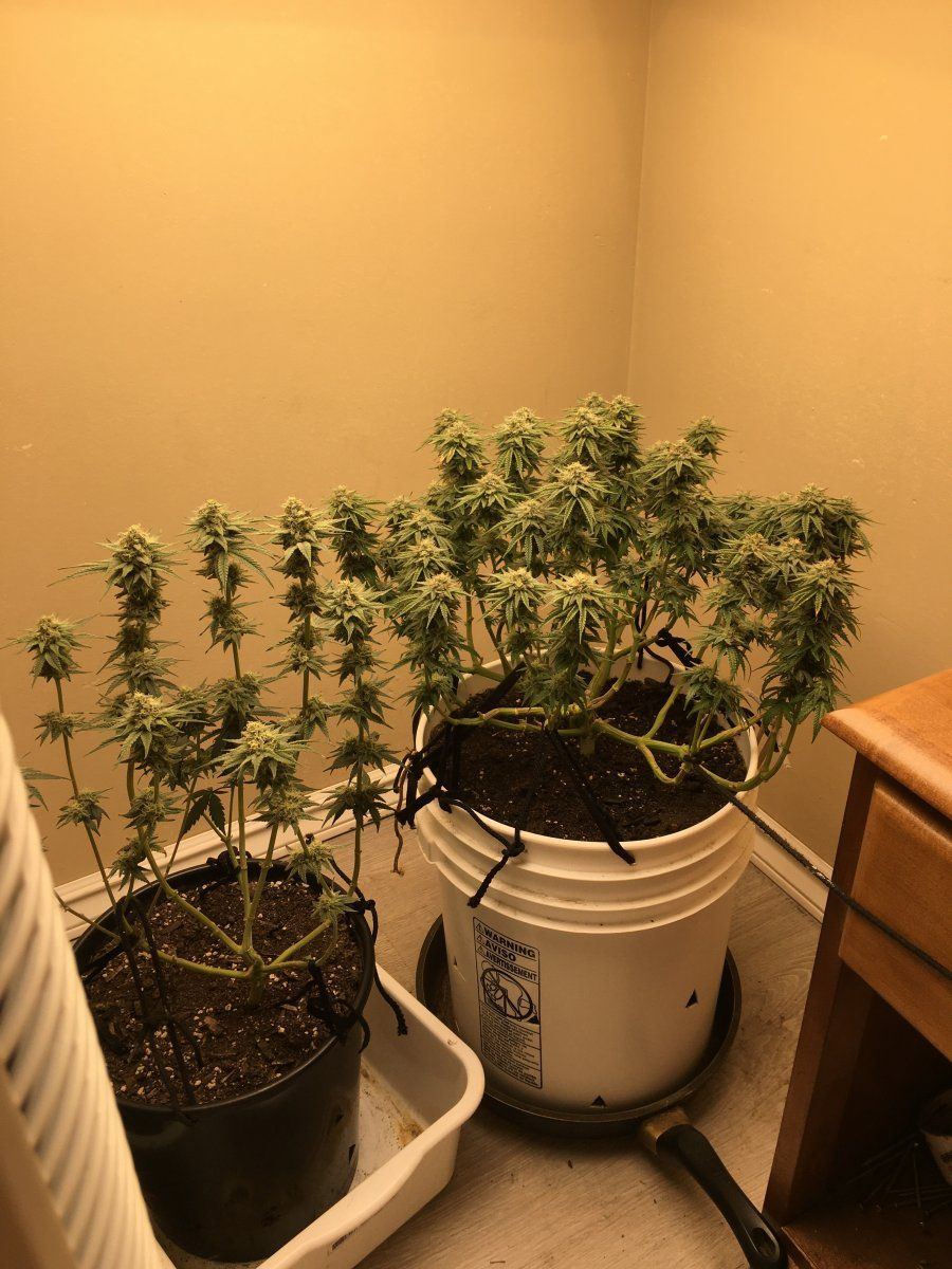 My first grow how am i doing 3