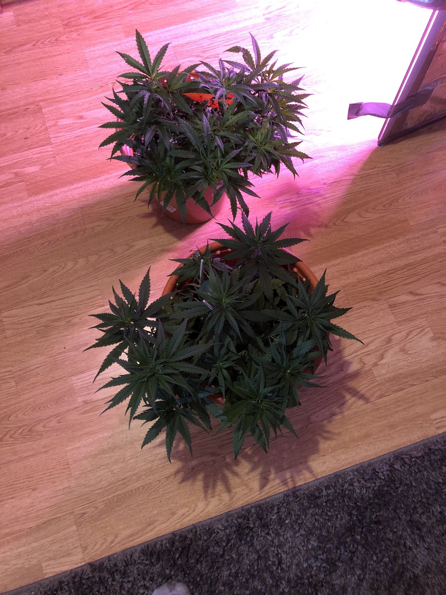 My first grow how am i doing