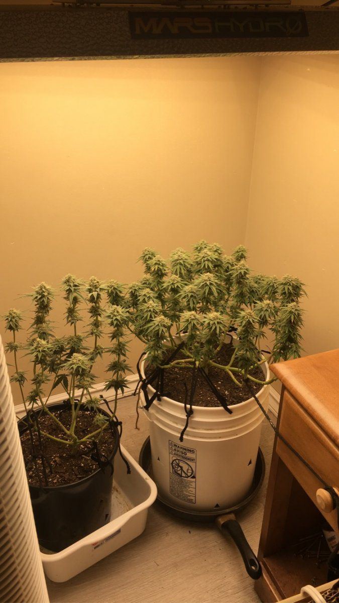 My first grow how am i doing