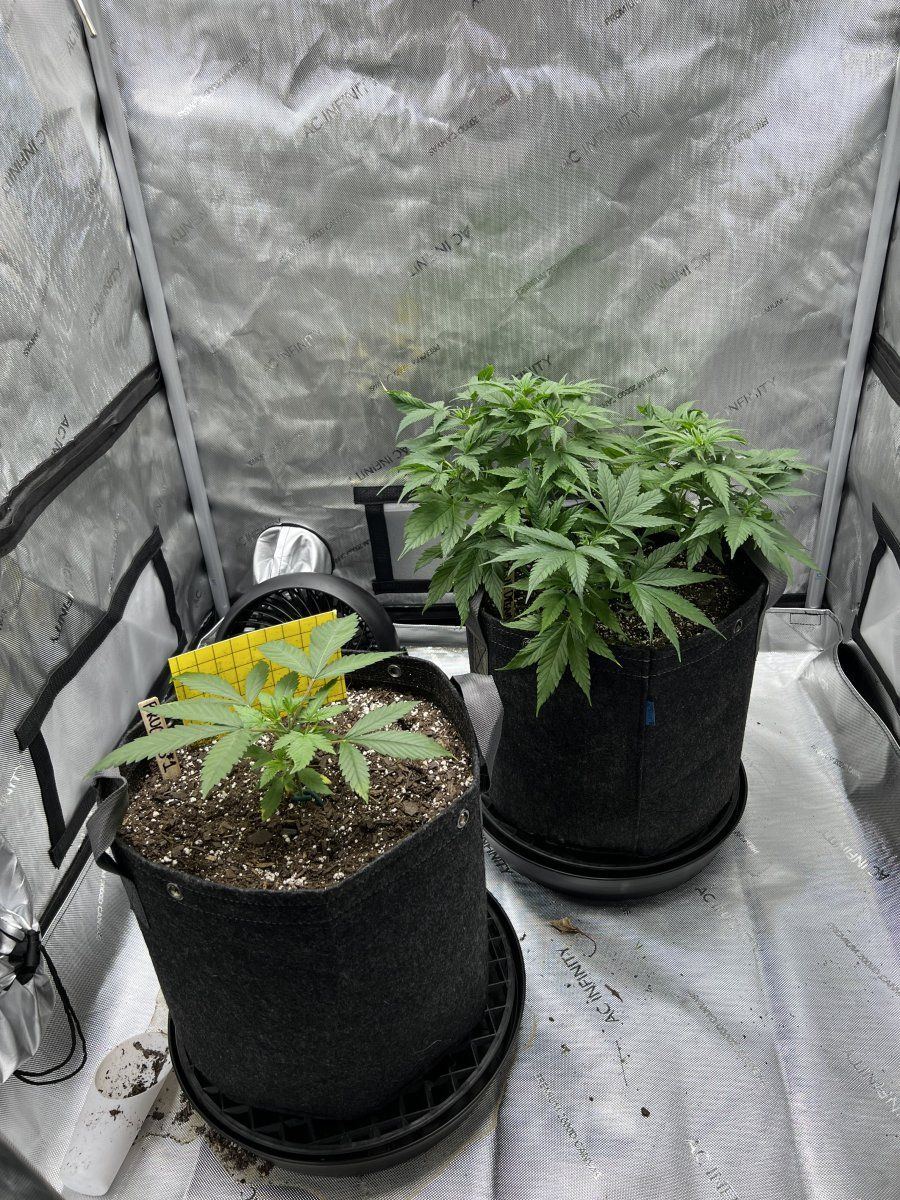 My first grow how is it 3