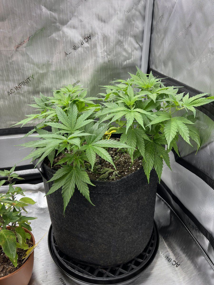 My first grow how is it 7