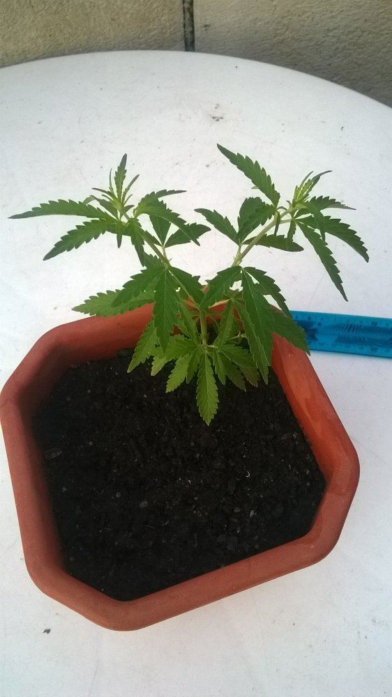 My first grow i need some feed back 2