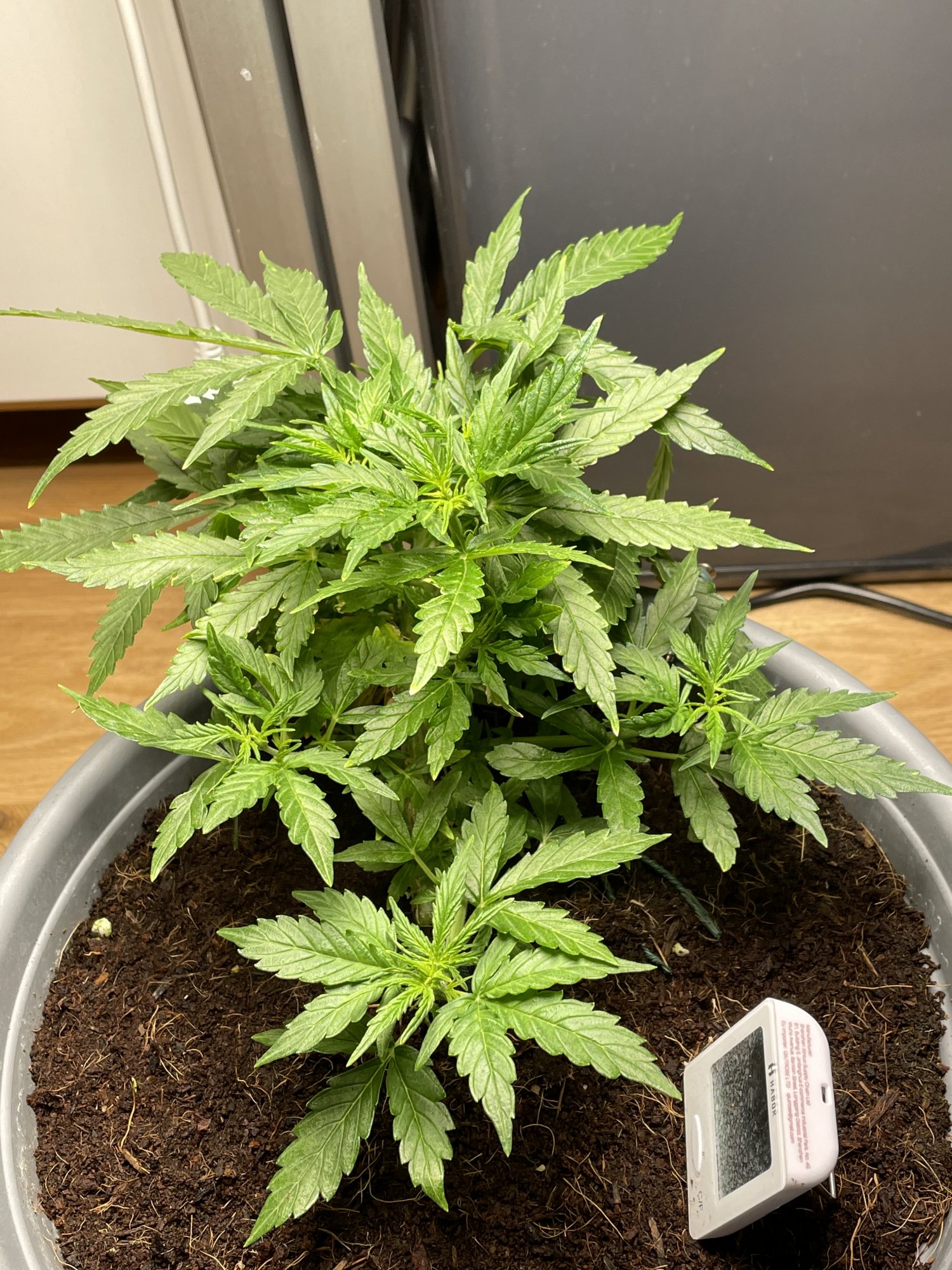 My first grow in coco 10