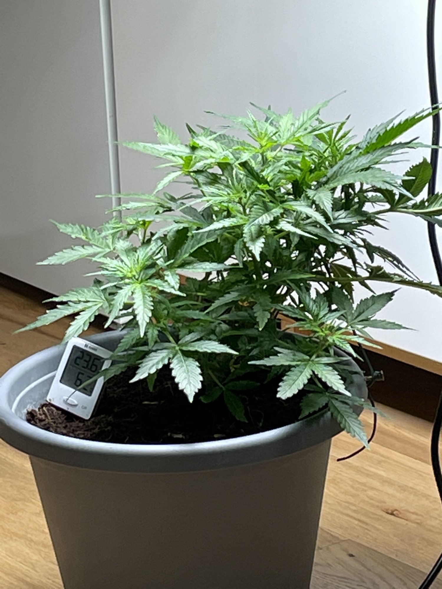 My first grow in coco 11