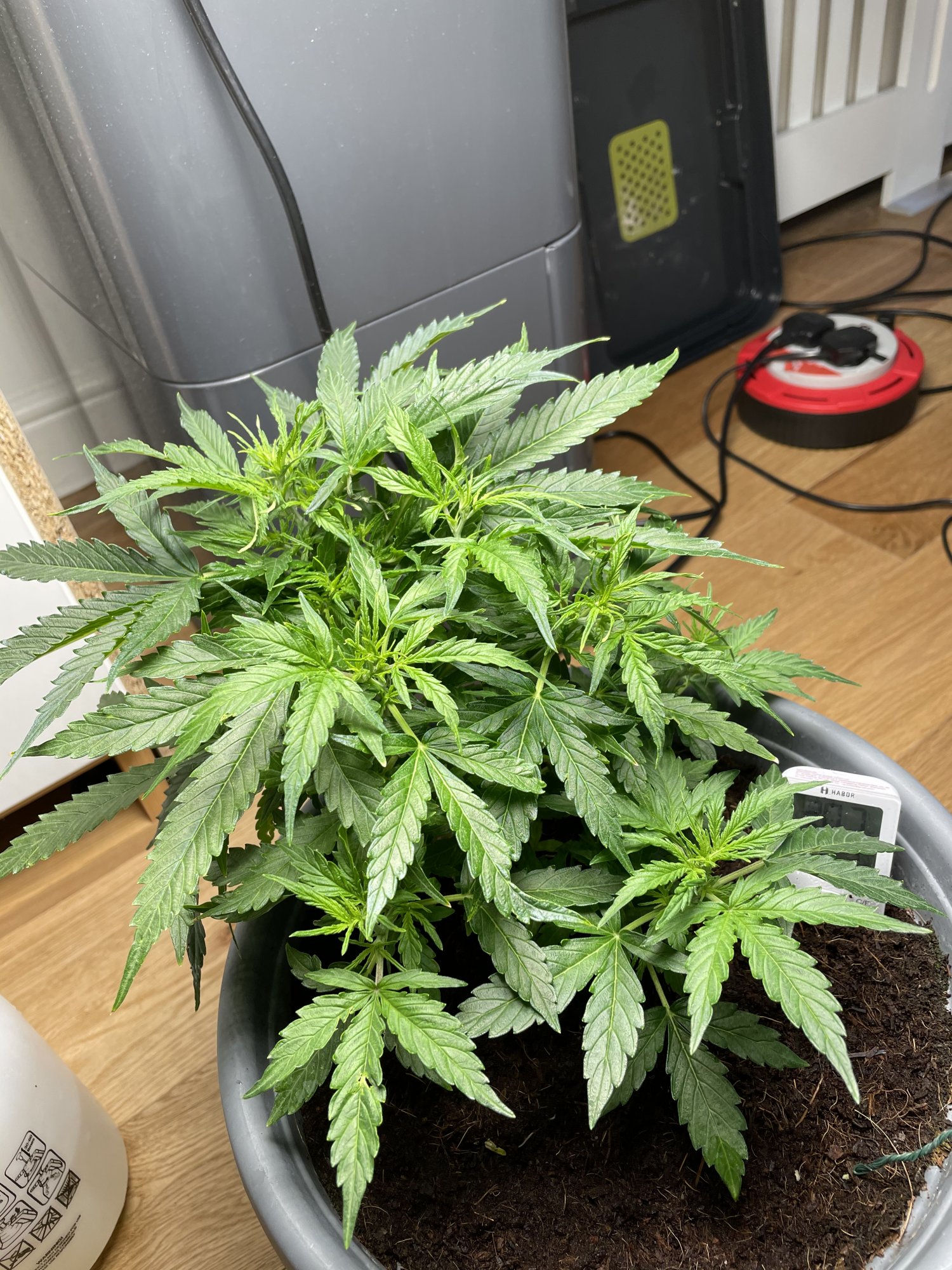 My first grow in coco 12