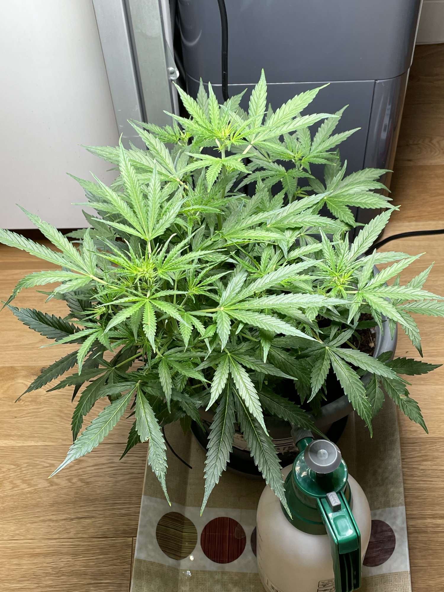 My first grow in coco 13