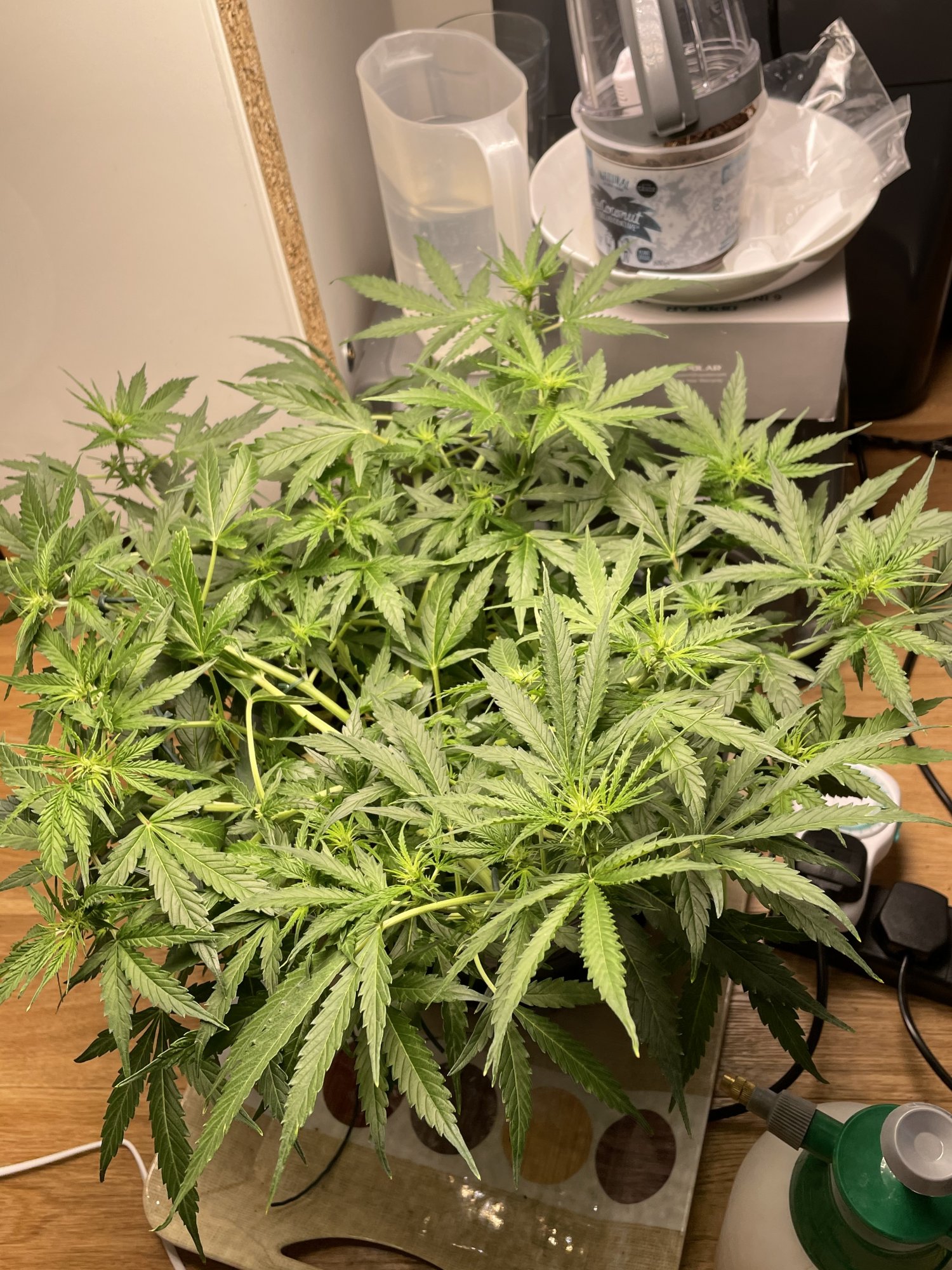 My first grow in coco 14