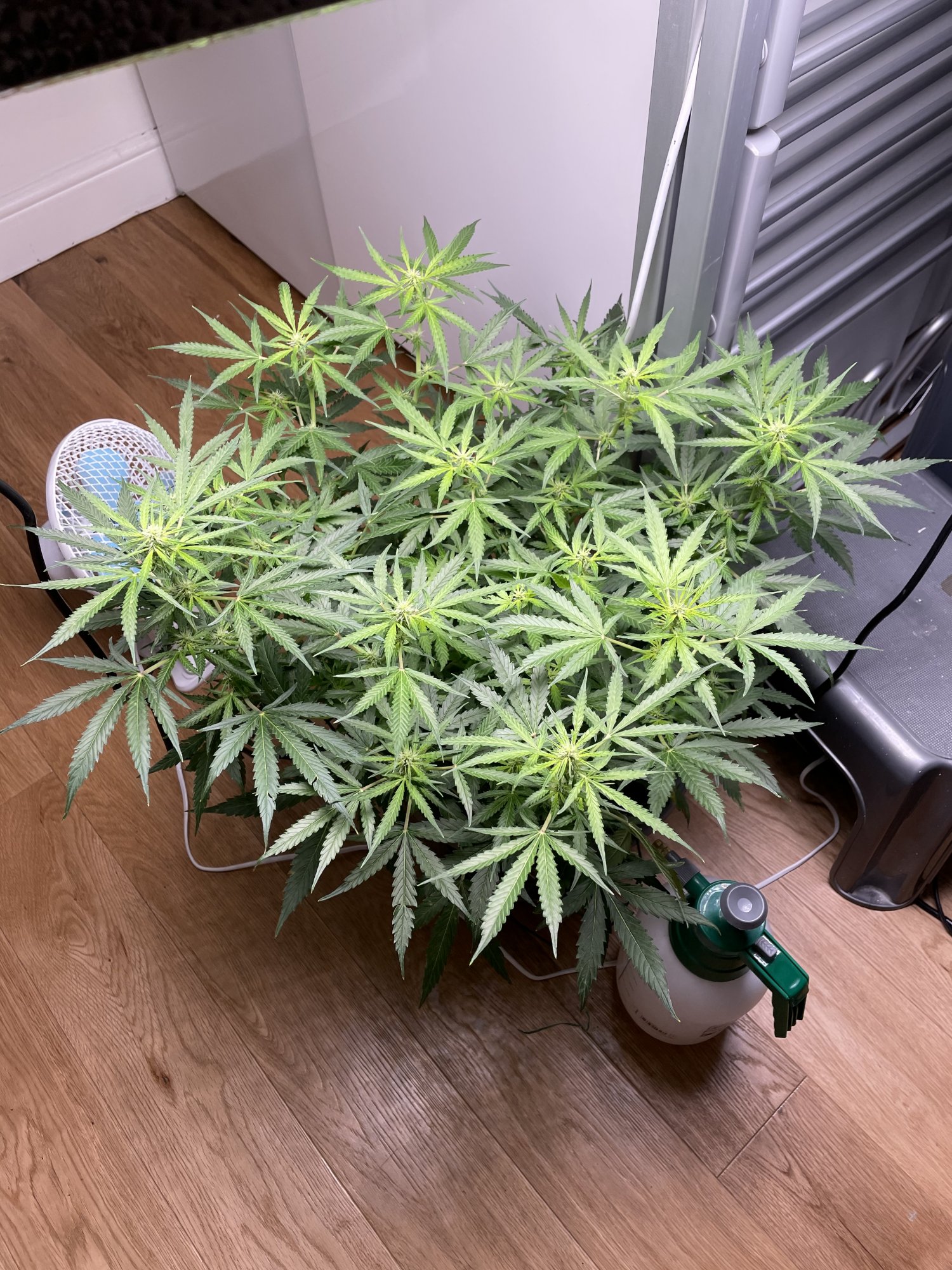 My first grow in coco 15