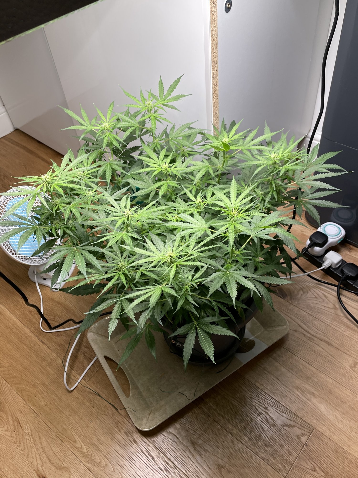 My first grow in coco 16