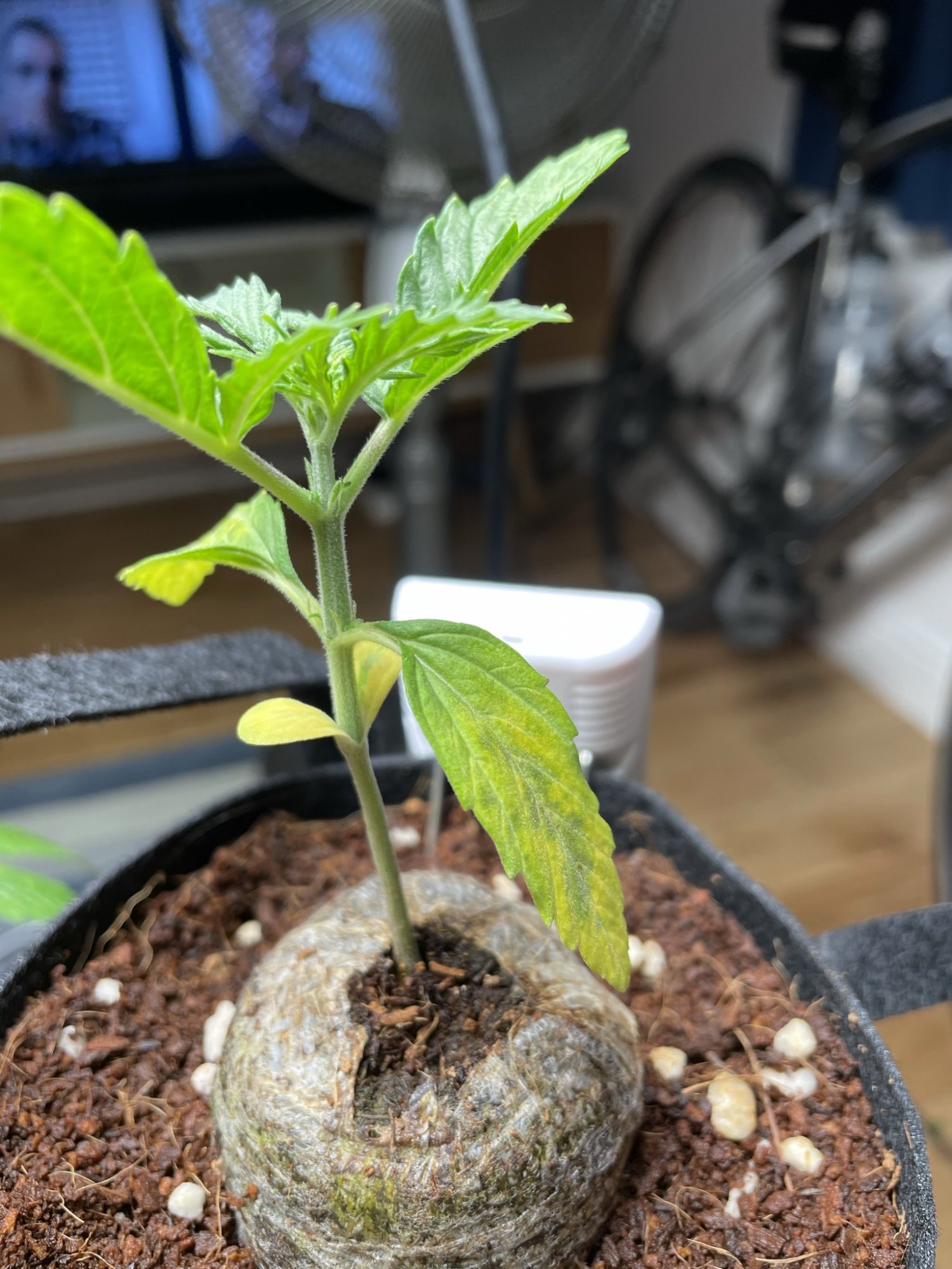 My first grow in coco 3