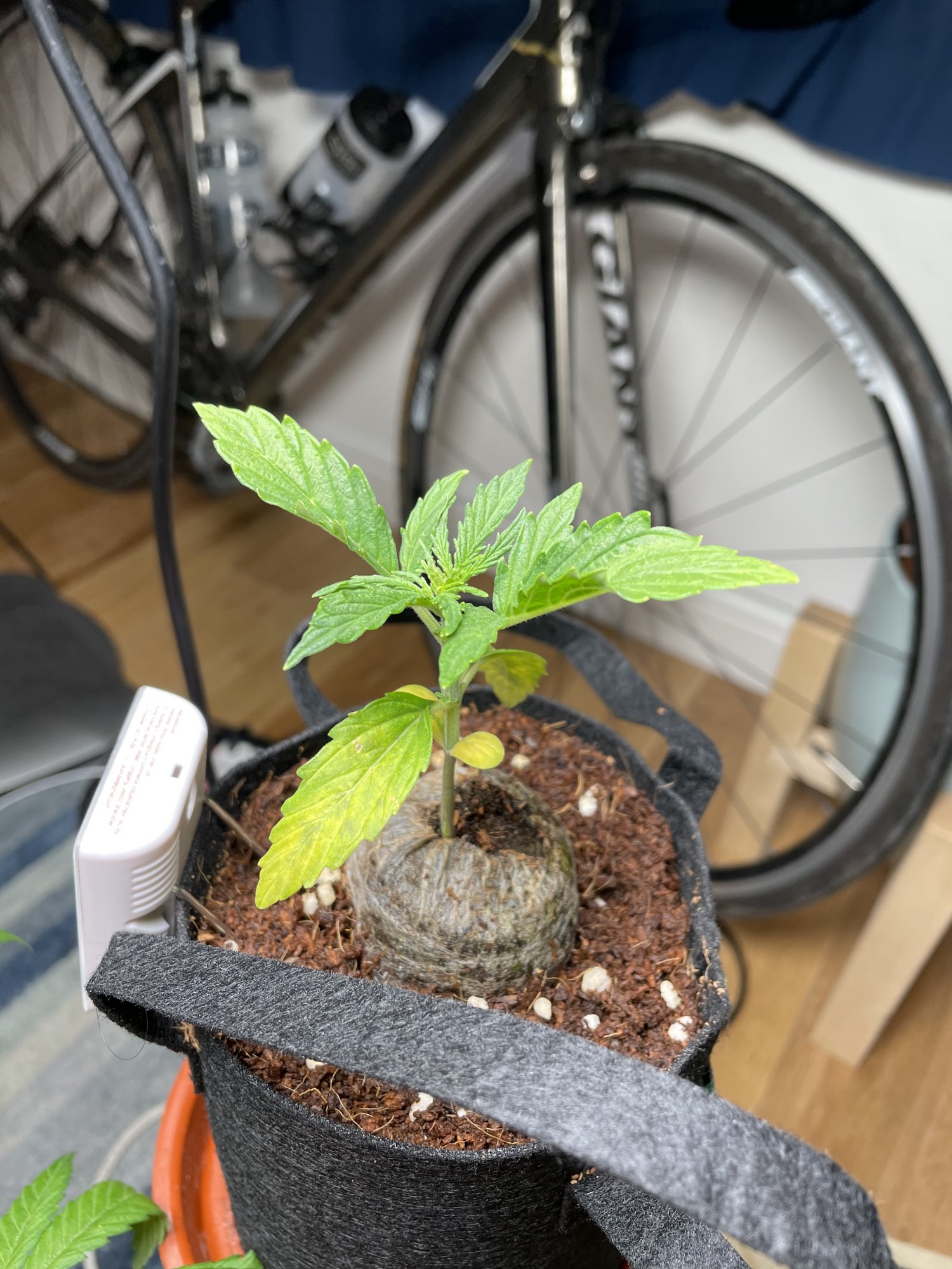 My first grow in coco 4
