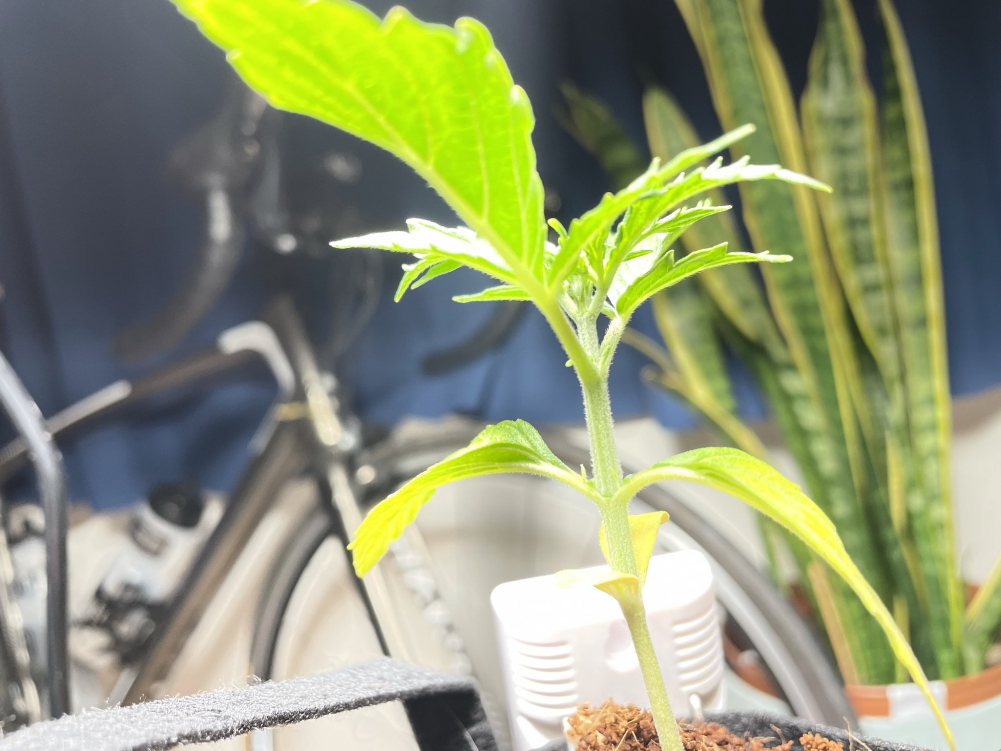 My first grow in coco 5