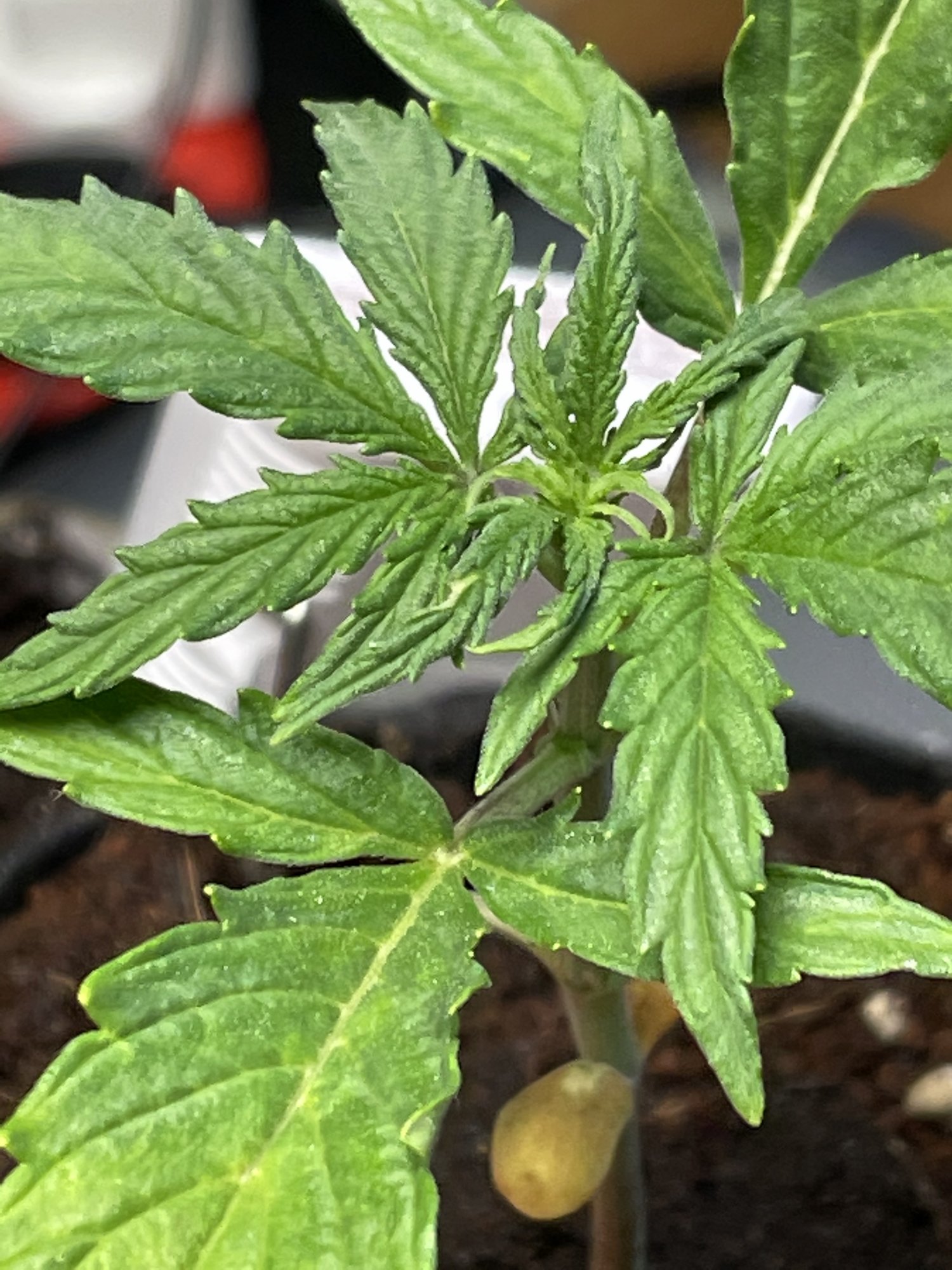 My first grow in coco 7