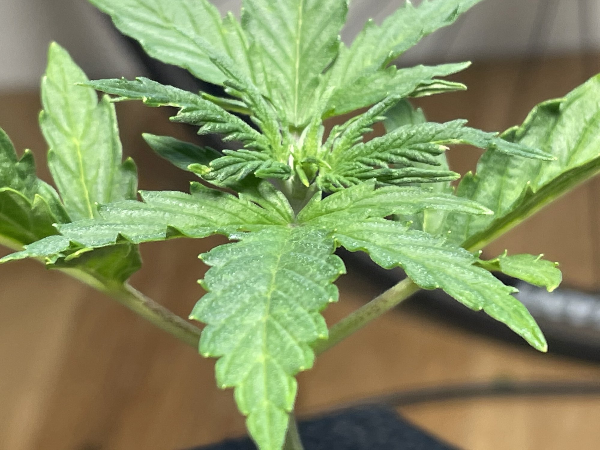 My first grow in coco 8