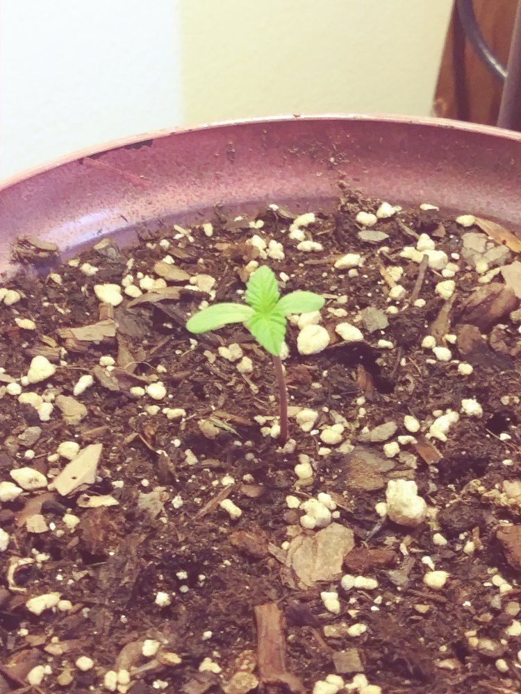 My first grow lst 2