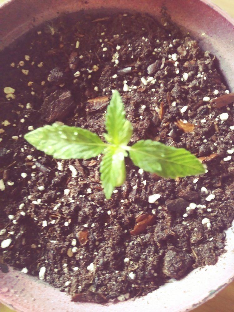 My first grow lst 3