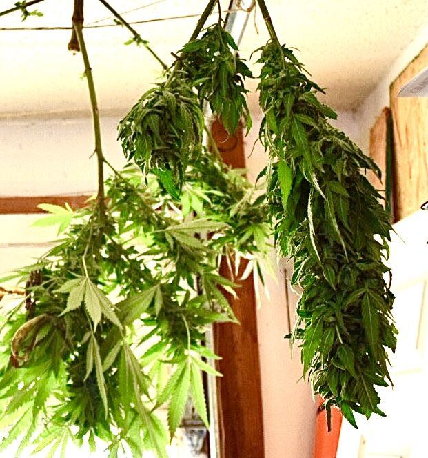 My first grow outdoors basic nutes and roots organics 12