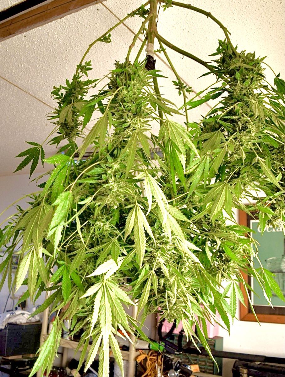 My first grow outdoors basic nutes and roots organics 13