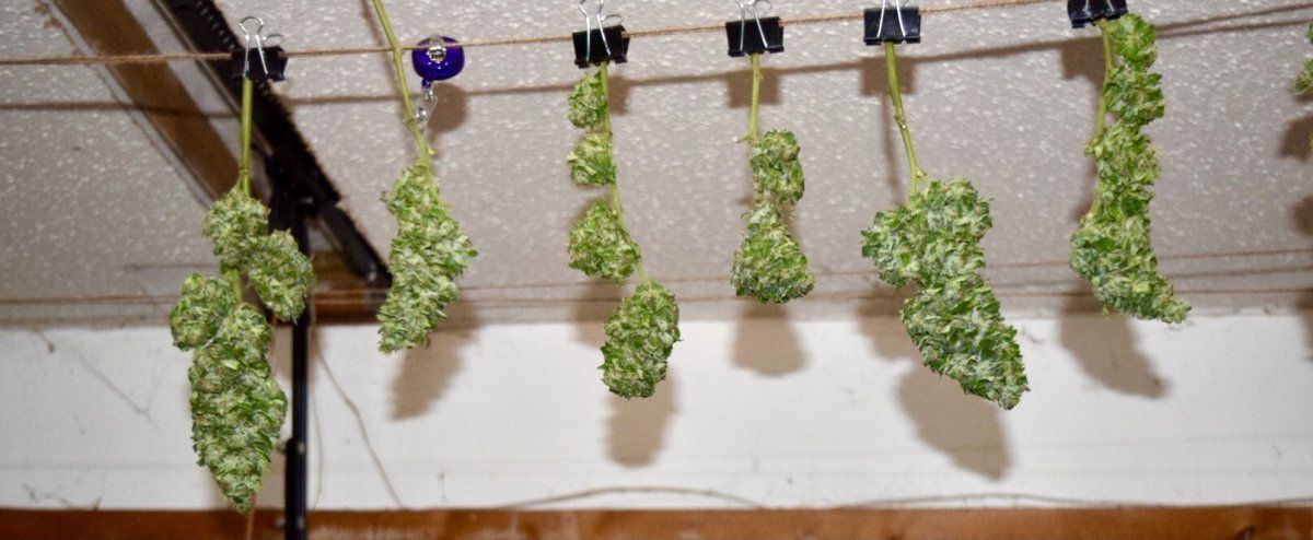 My first grow outdoors basic nutes and roots organics 15