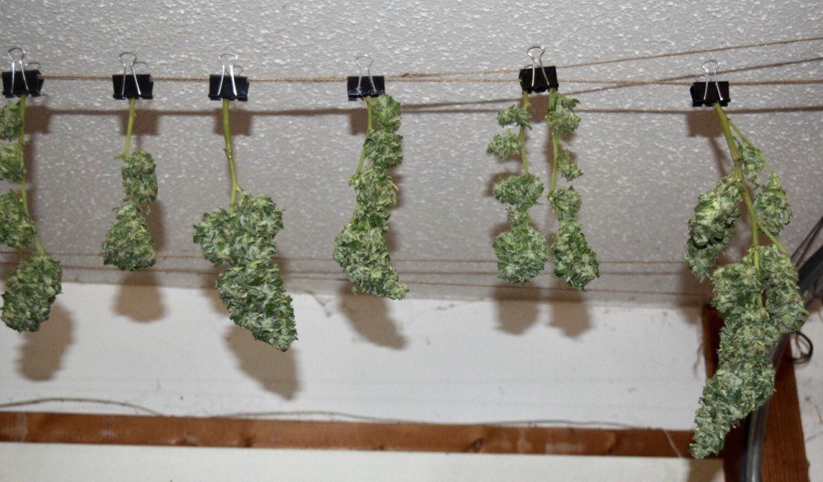 My first grow outdoors basic nutes and roots organics 16