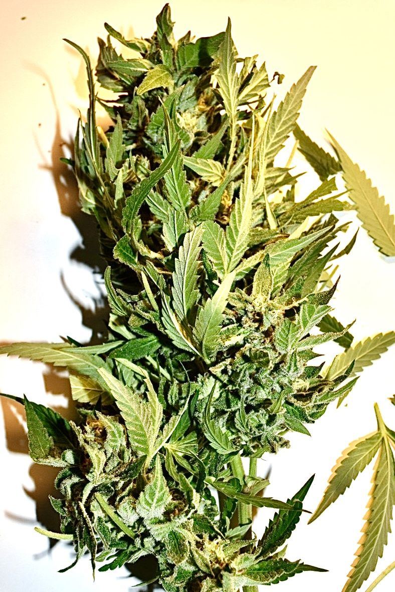 My first grow outdoors basic nutes and roots organics 19