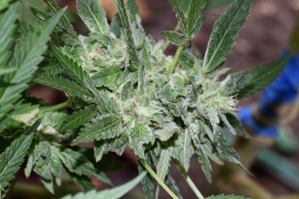 My first grow outdoors basic nutes and roots organics 3